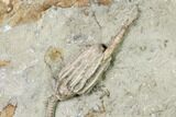 Fossil Crinoid (Macrocrinus) With Anal Tube - Crawfordsville, India #157249-2